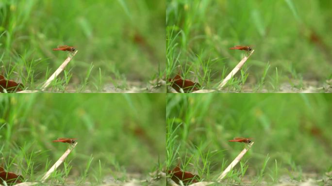 春天、自然、植物、绿植空镜