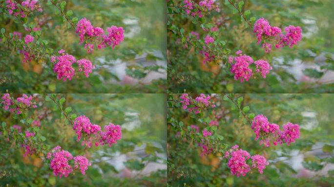 春天、自然、植物、绿植空镜