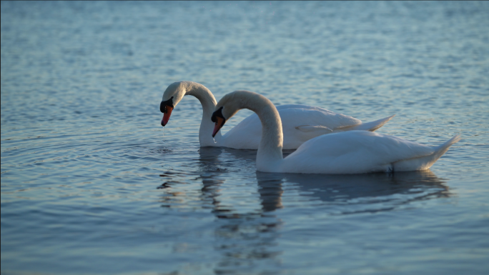 晨光中湖水里的白天鹅