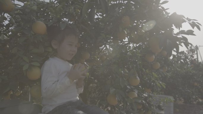 小女孩坐在果树下欢笑