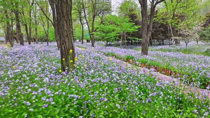 青岛春天公园4K