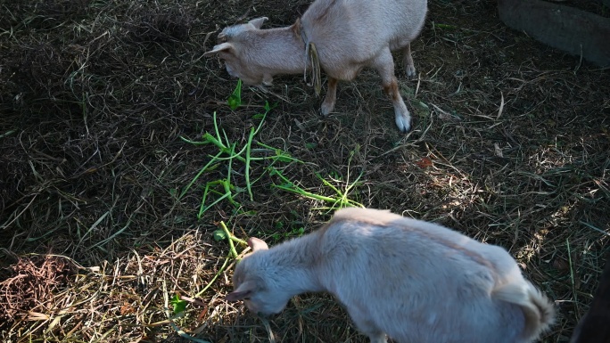 圈养的小羊在吃草