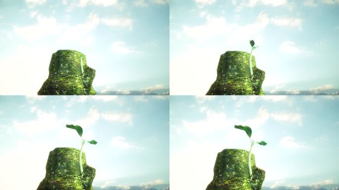 树桩木桩发芽青苔苔藓三维动画视频素材