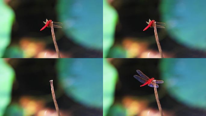 实拍夏季的红蜻蜓