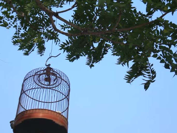 树枝上挂着鸟笼子养鸟