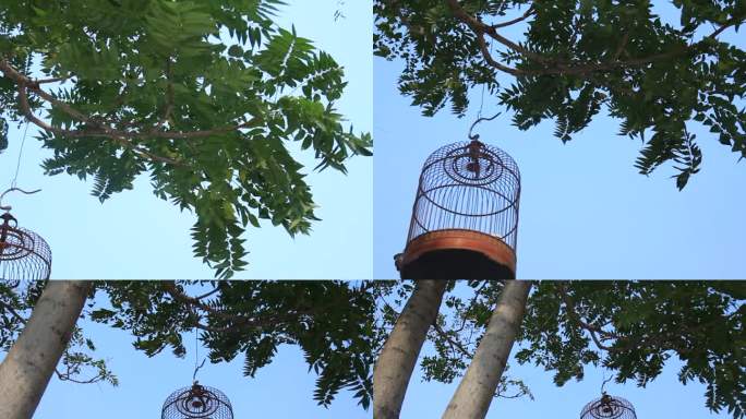 树枝上挂着鸟笼子养鸟