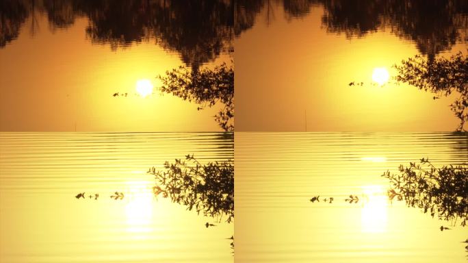 黄昏时刻，金色湖面倒映着金色太阳