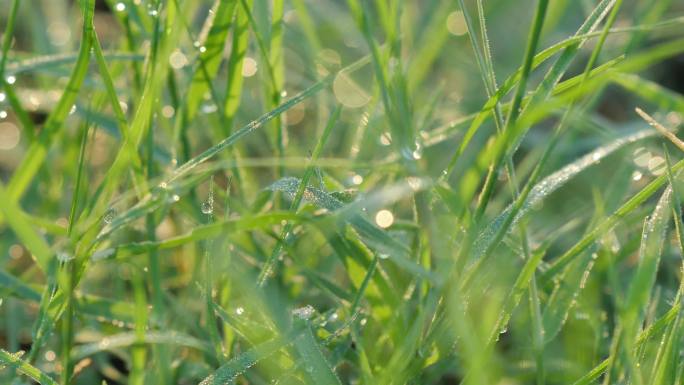 小草雨露