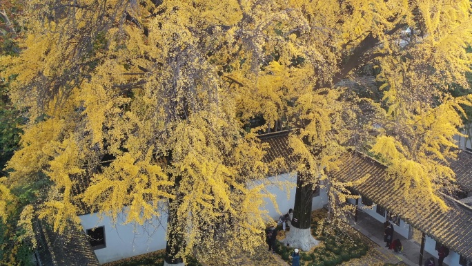 扬州史公祠 银杏树
