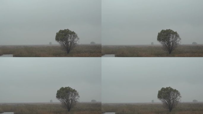 风雨中、孤独的树、生命之树