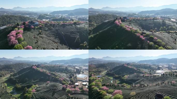 航拍永福樱花茶园漳平樱花福建茶园