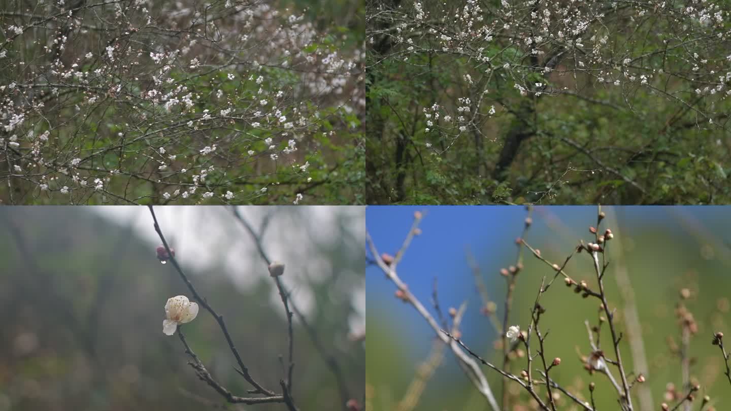 大山里的梅花