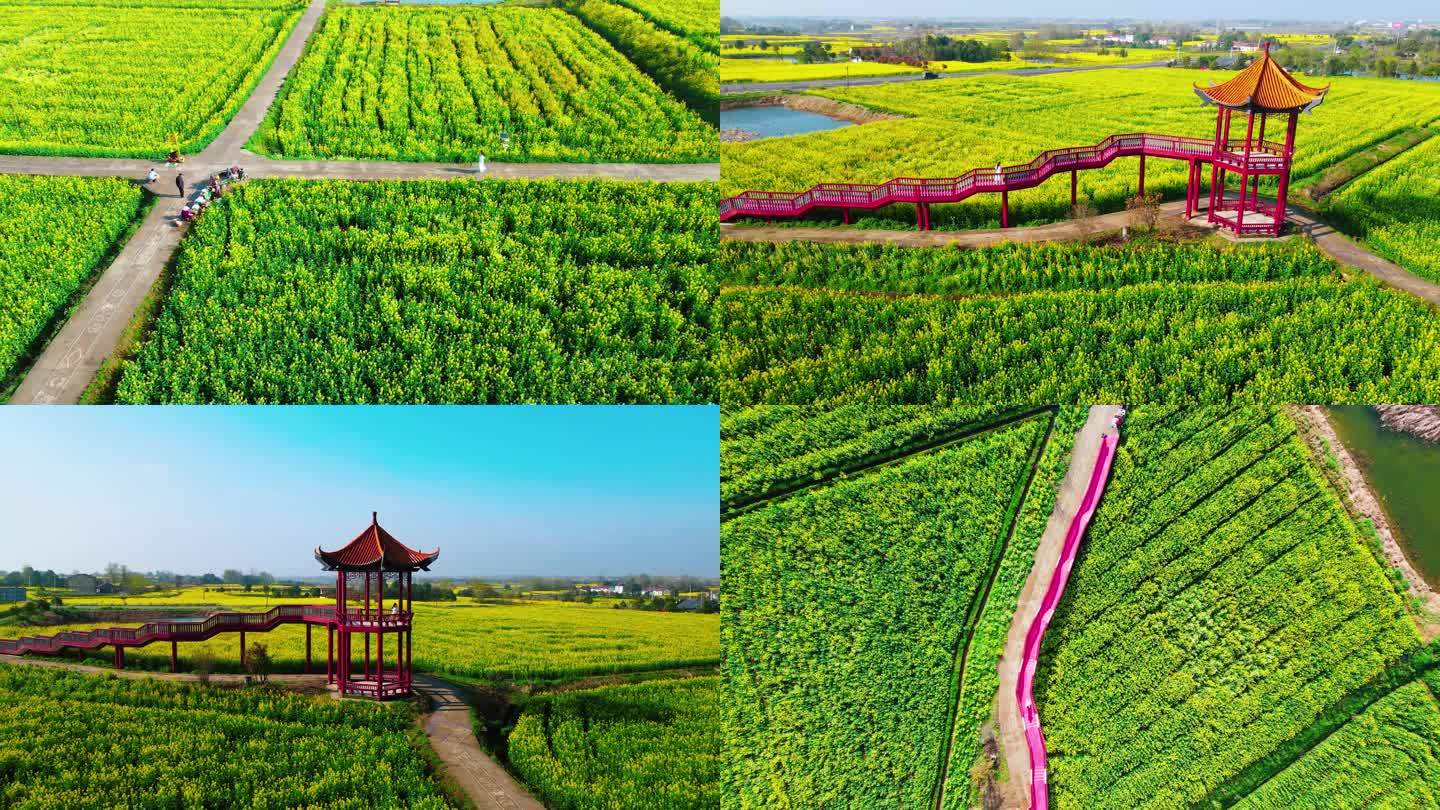 湖北荆门沙洋油菜花海，航拍万亩油菜花田