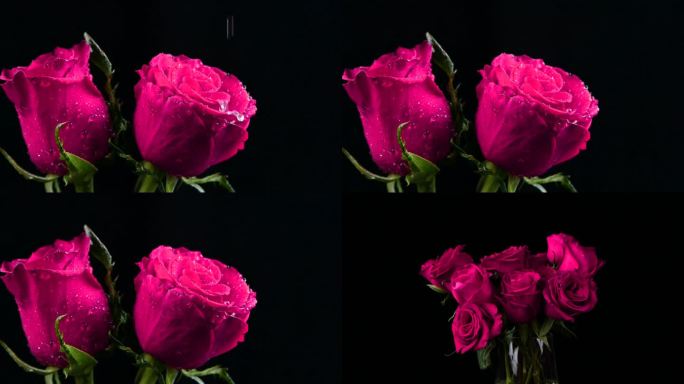 520玫瑰 粉色玫瑰 情人节 浪漫 花朵