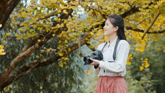 女游客来到银杏树下拍照