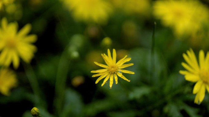 花海