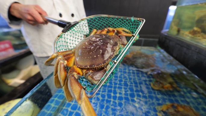 餐厅海鲜区 海鲜池 龙虾 螃蟹 象拔蚌