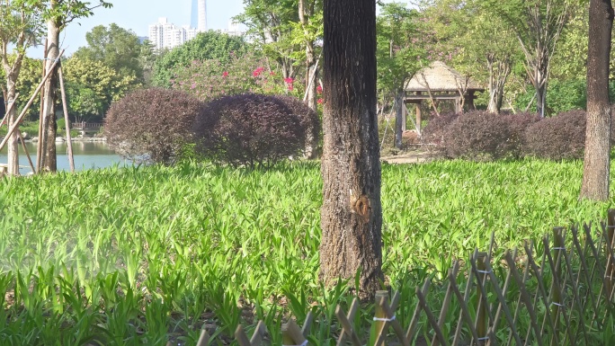 广州海珠公园 浇水 4K