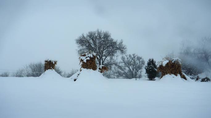下雪天 玉米地雪景 雪地 农村雪景