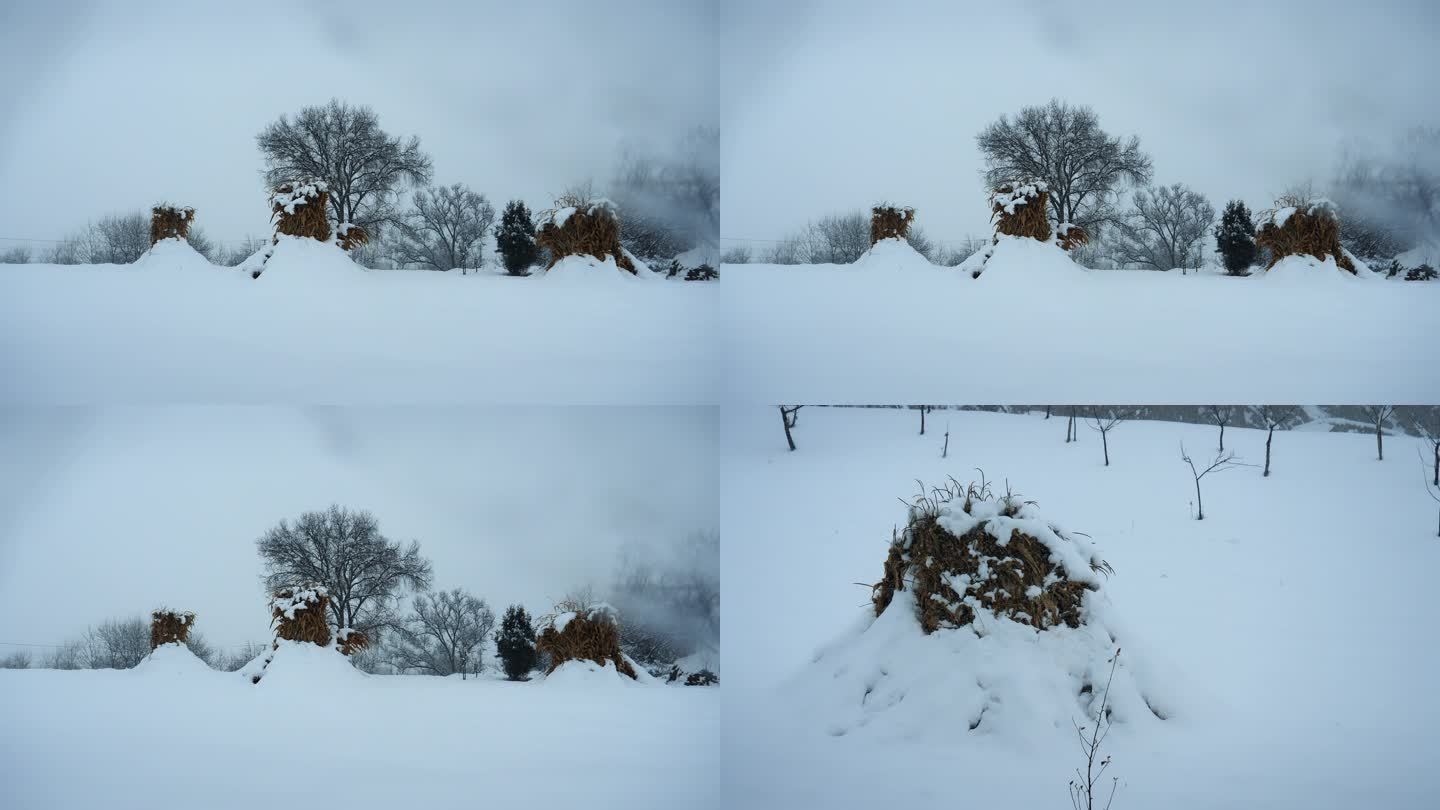 下雪天 玉米地雪景 雪地 农村雪景