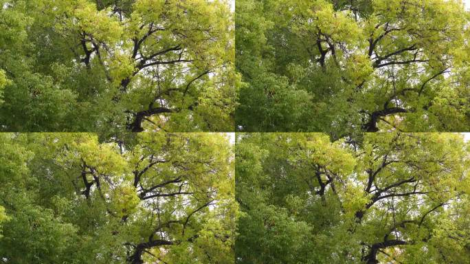 树林特写微风吹树叶树枝茂密森林树林绿色树
