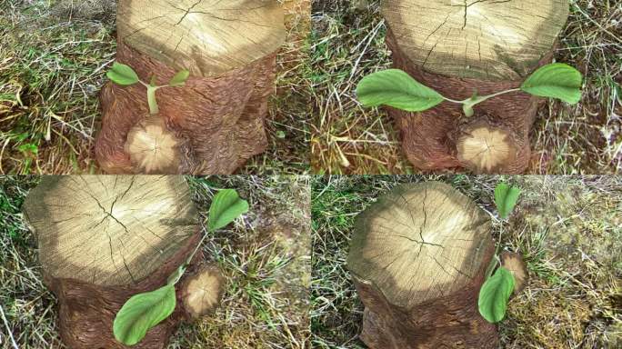 滥砍滥伐树木树桩木桩发芽三维动画视频素材