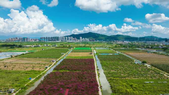 珠海金湾平沙农场紫薇花海蓝天白云航拍延时