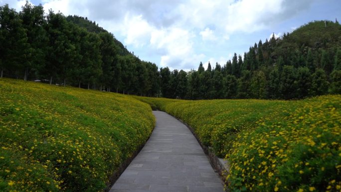 贵州省兴义市贵州醇景区爱心花海小黄花