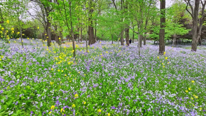 青岛春天公园4K