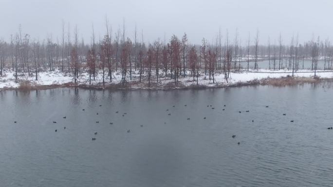 扬州北湖湿地公园雪景