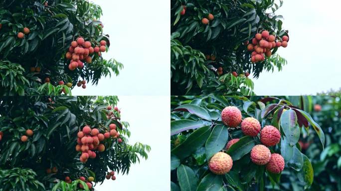 荔枝树4K高清素材