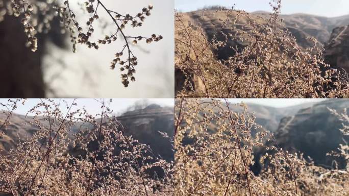 冬天北方乡下野草植物实拍合集