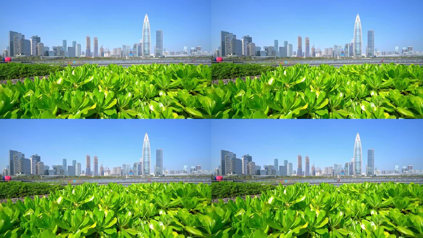 广东深圳南山区人才公园蓝天空镜4K