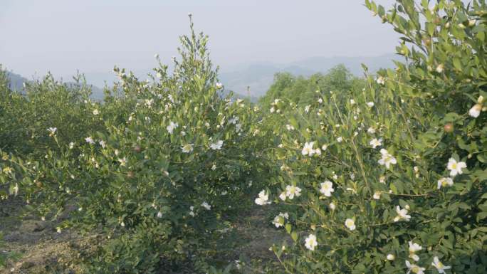 油茶 茶花