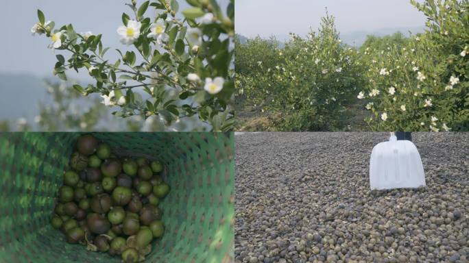 油茶 茶花