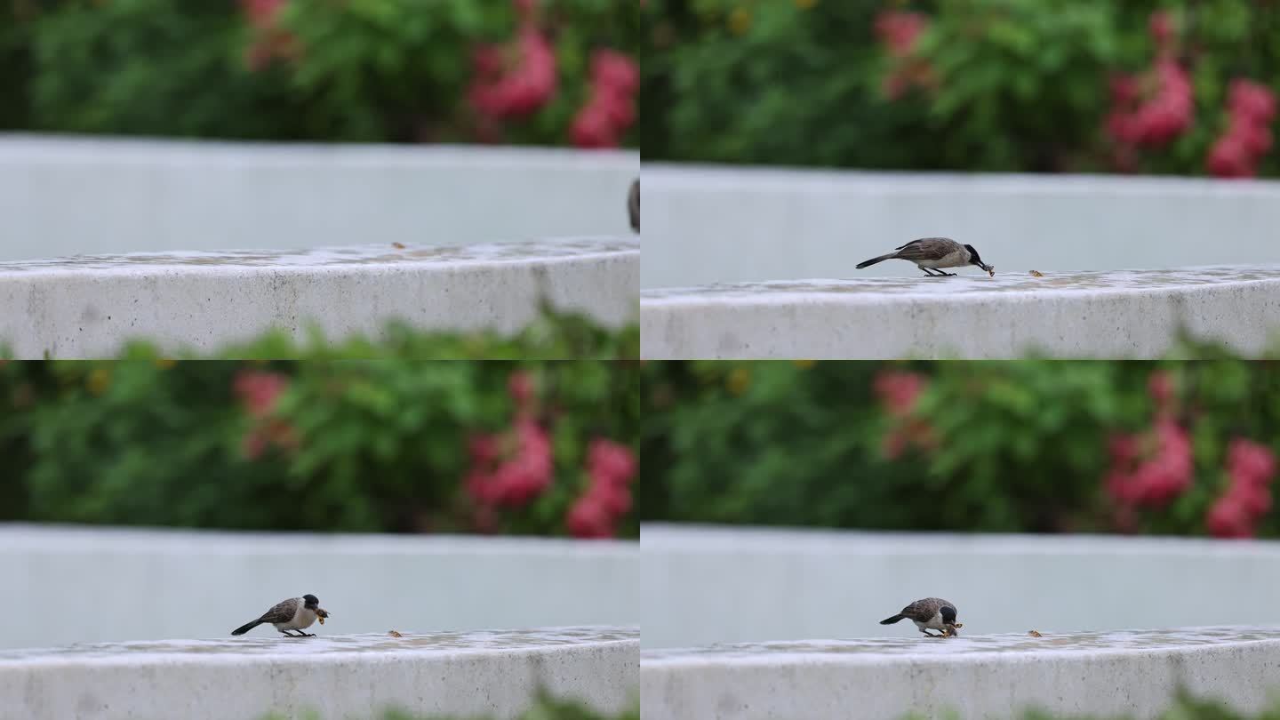 白喉红臀鹎抓虫、食物