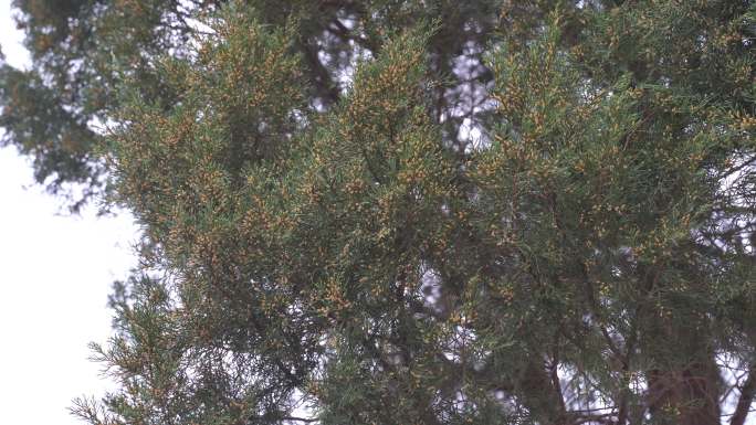 松树开花结实松果特写春天松树林