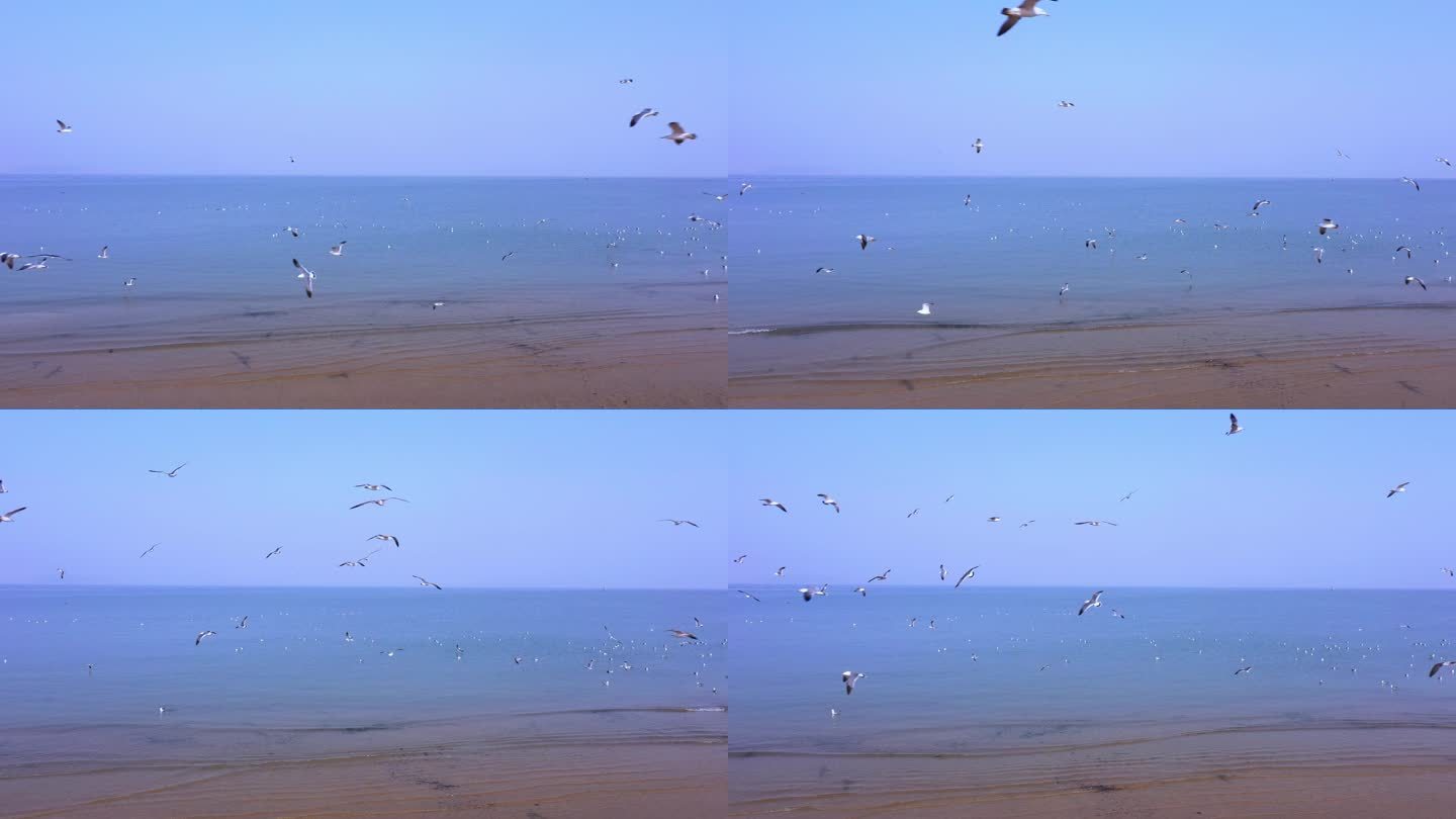 山东 烟台 蓬莱 八仙过海 沙滩 海鸥