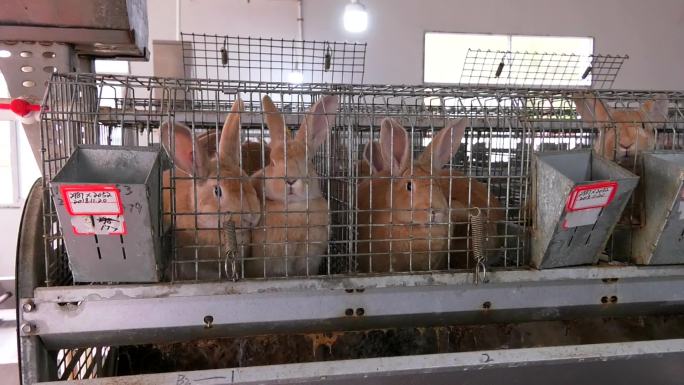 兔舍 黄兔 肉兔 外貌 自动清粪便设施