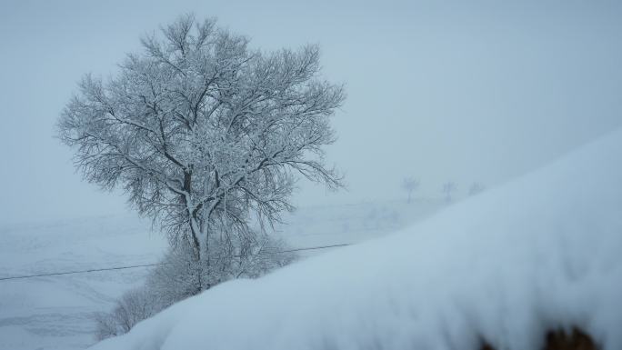 下雪天 雪树 雪景 树上积雪 雪霜