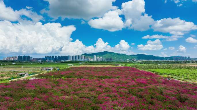 珠海金湾平沙农场紫薇花海蓝天白云航拍延时