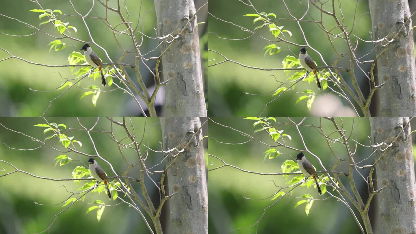 白喉红臀鹎抓虫、食物