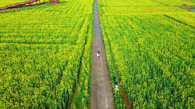 女孩油菜花田骑车，春天油菜花，航拍油菜花