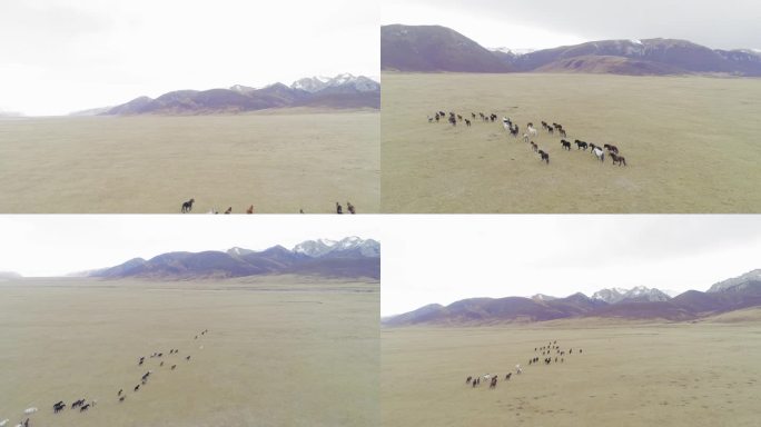 「青海」高原 马群 雪山 冬季