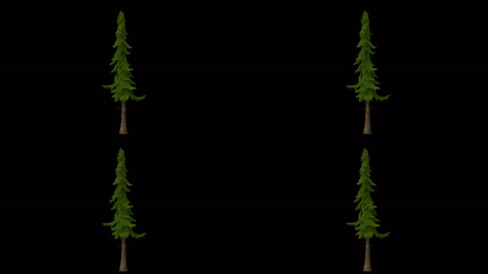4K松树循环动画带透明通道视频素材2