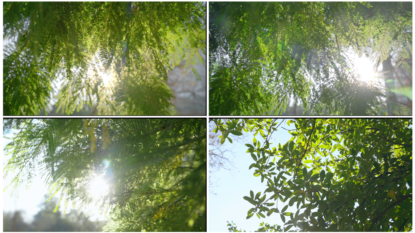 阳光穿过树叶唯美空镜