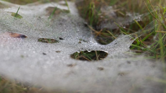 草地露水露珠