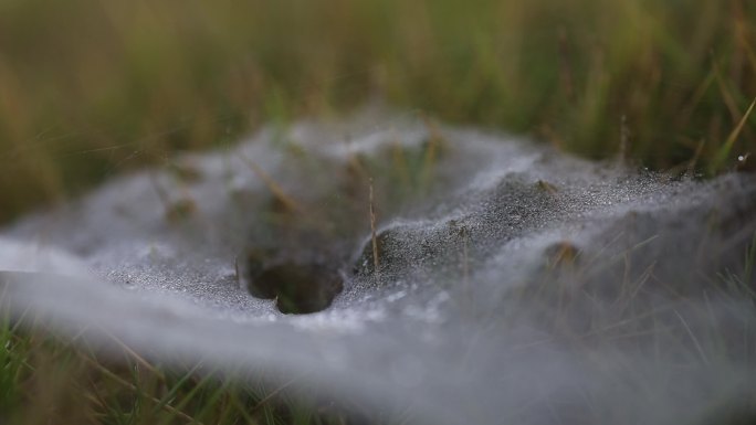 露水露珠