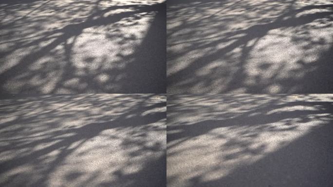 台州温岭银杏光影实拍C0209