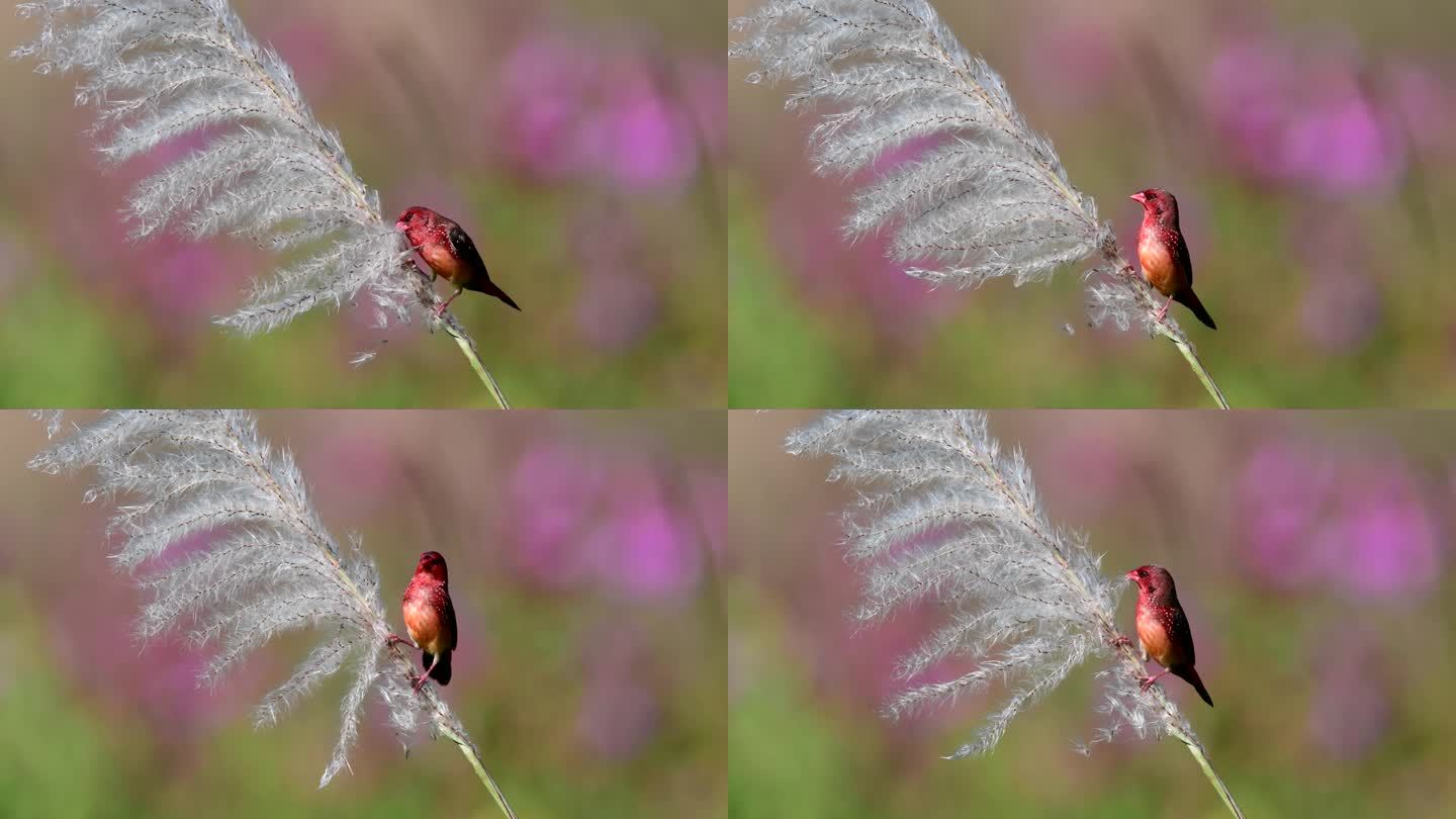 红梅花雀折苇花